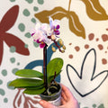 Phalaenopsis 'Alice' - Moth Orchid - Sprouts of Bristol