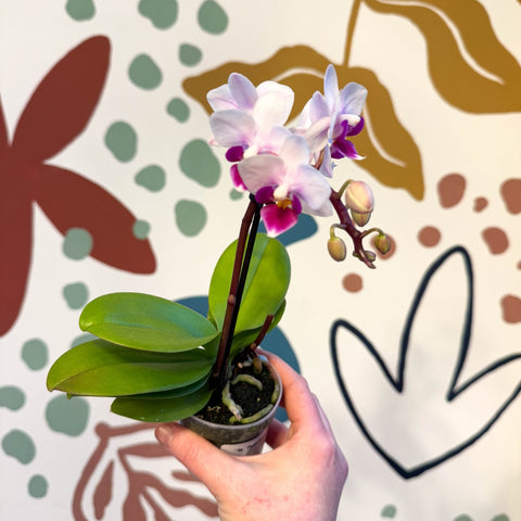 Phalaenopsis 'Alice' - Moth Orchid - Sprouts of Bristol