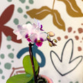 Phalaenopsis 'Alice' - Moth Orchid - Sprouts of Bristol