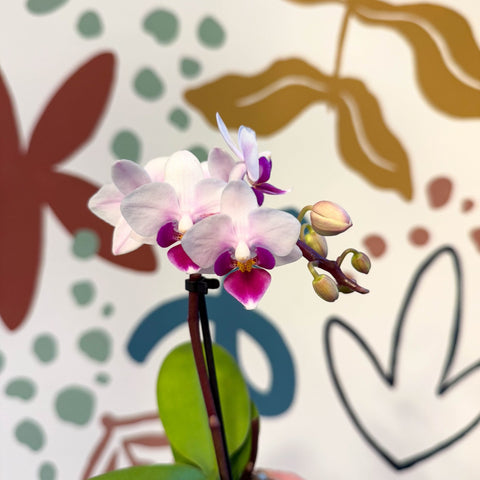 Phalaenopsis 'Alice' - Moth Orchid - Sprouts of Bristol