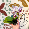 Phalaenopsis 'Alice' - Moth Orchid - Sprouts of Bristol