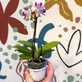 Phalaenopsis 'Alice' - Moth Orchid - Sprouts of Bristol