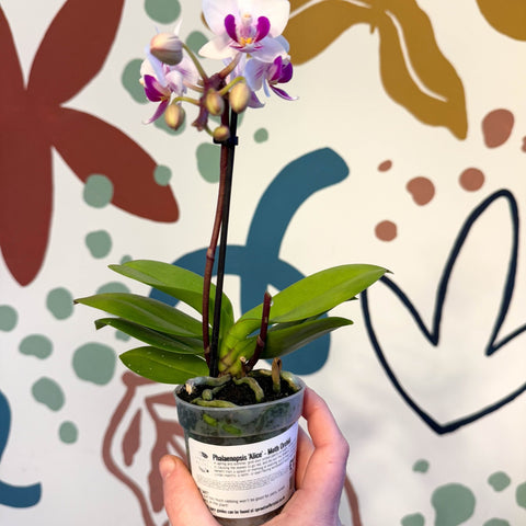 Phalaenopsis 'Alice' - Moth Orchid - Sprouts of Bristol