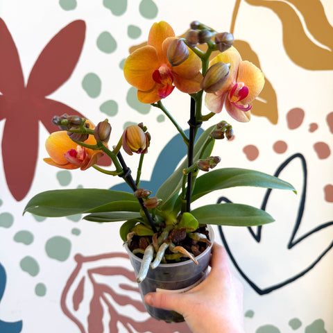 Phalaenopsis 'Amaretto' - Orange Moth Orchid - Sprouts of Bristol