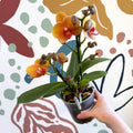 Phalaenopsis 'Amaretto' - Orange Moth Orchid - Sprouts of Bristol