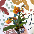 Phalaenopsis 'Amaretto' - Orange Moth Orchid - Sprouts of Bristol