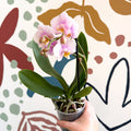 Phalaenopsis 'Andorra' - Pale Pink Moth Orchid - Sprouts of Bristol