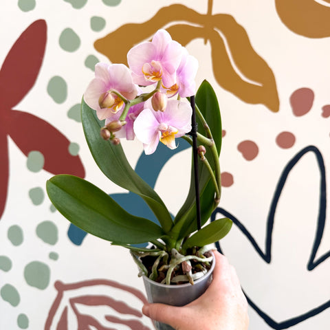 Phalaenopsis 'Andorra' - Pale Pink Moth Orchid - Sprouts of Bristol