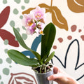 Phalaenopsis 'Andorra' - Pale Pink Moth Orchid - Sprouts of Bristol