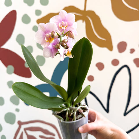 Phalaenopsis 'Andorra' - Pale Pink Moth Orchid - Sprouts of Bristol