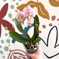 Phalaenopsis 'Andorra' - Pale Pink Moth Orchid - Sprouts of Bristol