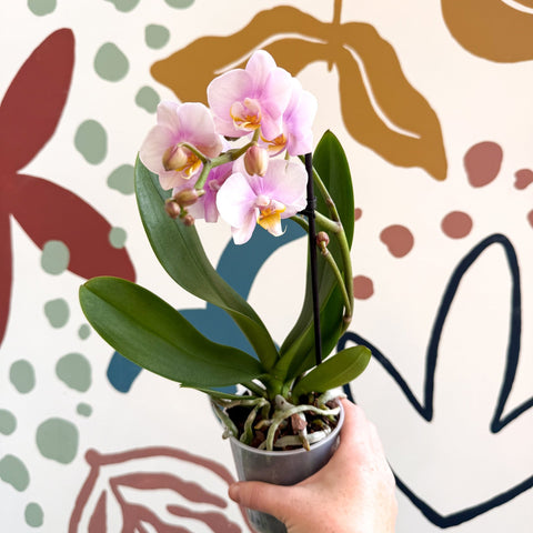 Phalaenopsis 'Andorra' - Pale Pink Moth Orchid - Sprouts of Bristol