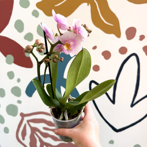 Phalaenopsis 'Andorra' - Pale Pink Moth Orchid - Sprouts of Bristol