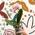 Phalaenopsis 'Andorra' - Pale Pink Moth Orchid - Sprouts of Bristol