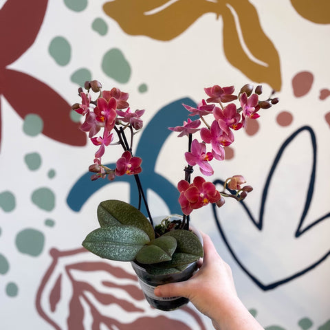 Phalaenopsis 'Aromio Exotic' - Orange Maganta Fragrant Moth Orchid - Sprouts of Bristol