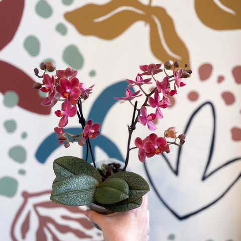 Phalaenopsis 'Aromio Exotic' - Orange Maganta Fragrant Moth Orchid - Sprouts of Bristol