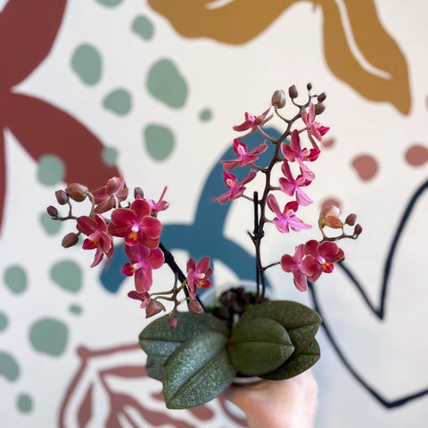 Phalaenopsis 'Aromio Exotic' - Orange Maganta Fragrant Moth Orchid - Sprouts of Bristol