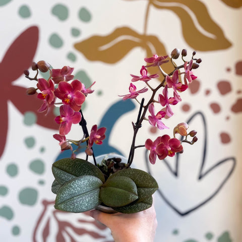 Phalaenopsis 'Aromio Exotic' - Orange Maganta Fragrant Moth Orchid - Sprouts of Bristol