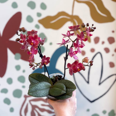 Phalaenopsis 'Aromio Exotic' - Orange Maganta Fragrant Moth Orchid - Sprouts of Bristol