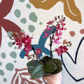 Phalaenopsis 'Aromio Exotic' - Orange Maganta Fragrant Moth Orchid - Sprouts of Bristol