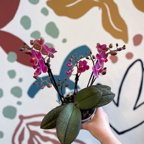 Phalaenopsis 'Aromio Floral' - Magenta Pink Fragrant Moth Orchid - Sprouts of Bristol