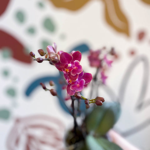 Phalaenopsis 'Aromio Floral' - Magenta Pink Fragrant Moth Orchid - Sprouts of Bristol