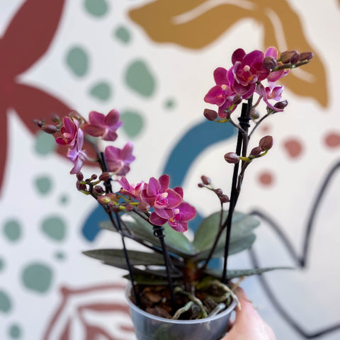 Phalaenopsis 'Aromio Floral' - Magenta Pink Fragrant Moth Orchid - Sprouts of Bristol