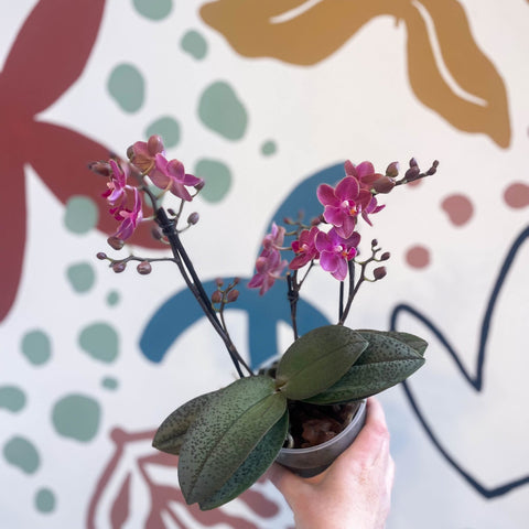 Phalaenopsis 'Aromio Floral' - Magenta Pink Fragrant Moth Orchid - Sprouts of Bristol