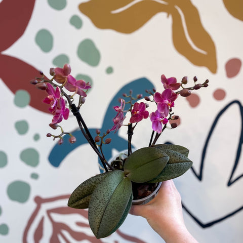 Phalaenopsis 'Aromio Floral' - Magenta Pink Fragrant Moth Orchid - Sprouts of Bristol