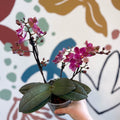 Phalaenopsis 'Aromio Floral' - Magenta Pink Fragrant Moth Orchid - Sprouts of Bristol