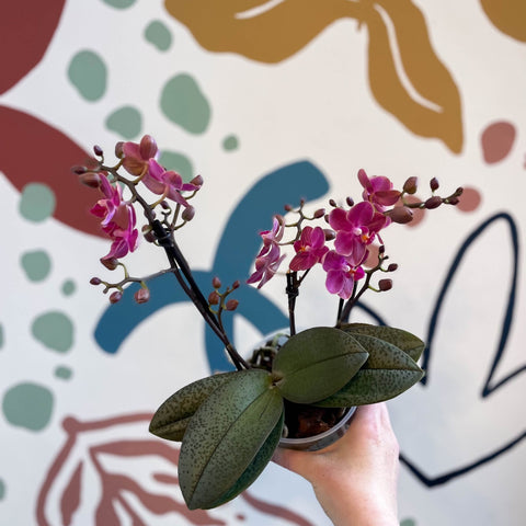 Phalaenopsis 'Aromio Floral' - Magenta Pink Fragrant Moth Orchid - Sprouts of Bristol