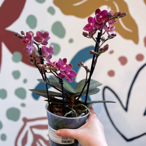 Phalaenopsis 'Aromio Floral' - Magenta Pink Fragrant Moth Orchid - Sprouts of Bristol