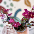 Phalaenopsis 'Aromio Floral' - Magenta Pink Fragrant Moth Orchid - Sprouts of Bristol