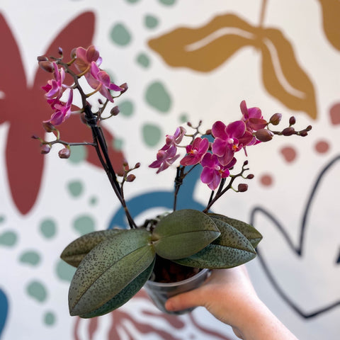 Phalaenopsis 'Aromio Floral' - Magenta Pink Fragrant Moth Orchid - Sprouts of Bristol