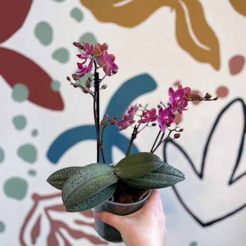 Phalaenopsis 'Aromio Floral' - Magenta Pink Fragrant Moth Orchid - Sprouts of Bristol