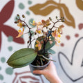 Phalaenopsis 'Aromio Honey' - Golden Pink Fragrant Moth Orchid - Sprouts of Bristol