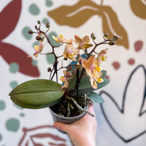 Phalaenopsis 'Aromio Honey' - Golden Pink Fragrant Moth Orchid - Sprouts of Bristol