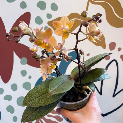 Phalaenopsis 'Aromio Honey' - Golden Pink Fragrant Moth Orchid - Sprouts of Bristol