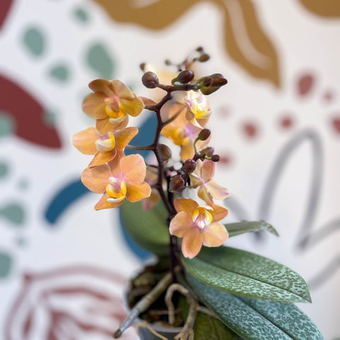 Phalaenopsis 'Aromio Honey' - Golden Pink Fragrant Moth Orchid - Sprouts of Bristol