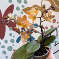 Phalaenopsis 'Aromio Honey' - Golden Pink Fragrant Moth Orchid - Sprouts of Bristol