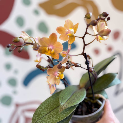 Phalaenopsis 'Aromio Honey' - Golden Pink Fragrant Moth Orchid - Sprouts of Bristol