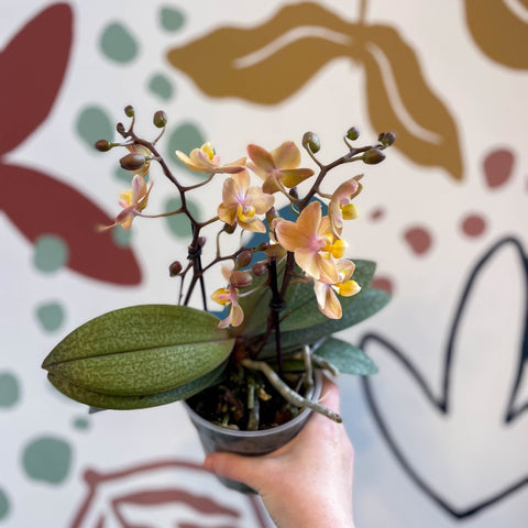 Phalaenopsis 'Aromio Honey' - Golden Pink Fragrant Moth Orchid - Sprouts of Bristol