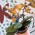 Phalaenopsis 'Aromio Honey' - Golden Pink Fragrant Moth Orchid - Sprouts of Bristol