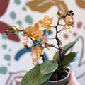 Phalaenopsis 'Aromio Honey' - Golden Pink Fragrant Moth Orchid - Sprouts of Bristol