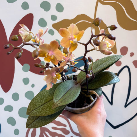 Phalaenopsis 'Aromio Honey' - Golden Pink Fragrant Moth Orchid - Sprouts of Bristol