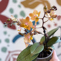 Phalaenopsis 'Aromio Honey' - Golden Pink Fragrant Moth Orchid - Sprouts of Bristol