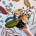 Phalaenopsis 'Aromio Honey' - Golden Pink Fragrant Moth Orchid - Sprouts of Bristol