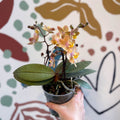 Phalaenopsis 'Aromio Honey' - Golden Pink Fragrant Moth Orchid - Sprouts of Bristol