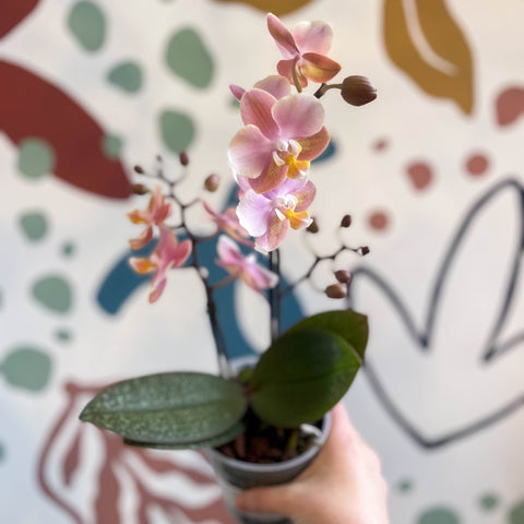 Phalaenopsis 'Aromio Oriental' - Light Pink Fragrant Moth Orchid - Sprouts of Bristol