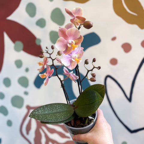 Phalaenopsis 'Aromio Oriental' - Light Pink Fragrant Moth Orchid - Sprouts of Bristol